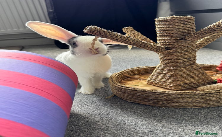 Mixed Breed rabbits - Advert 1