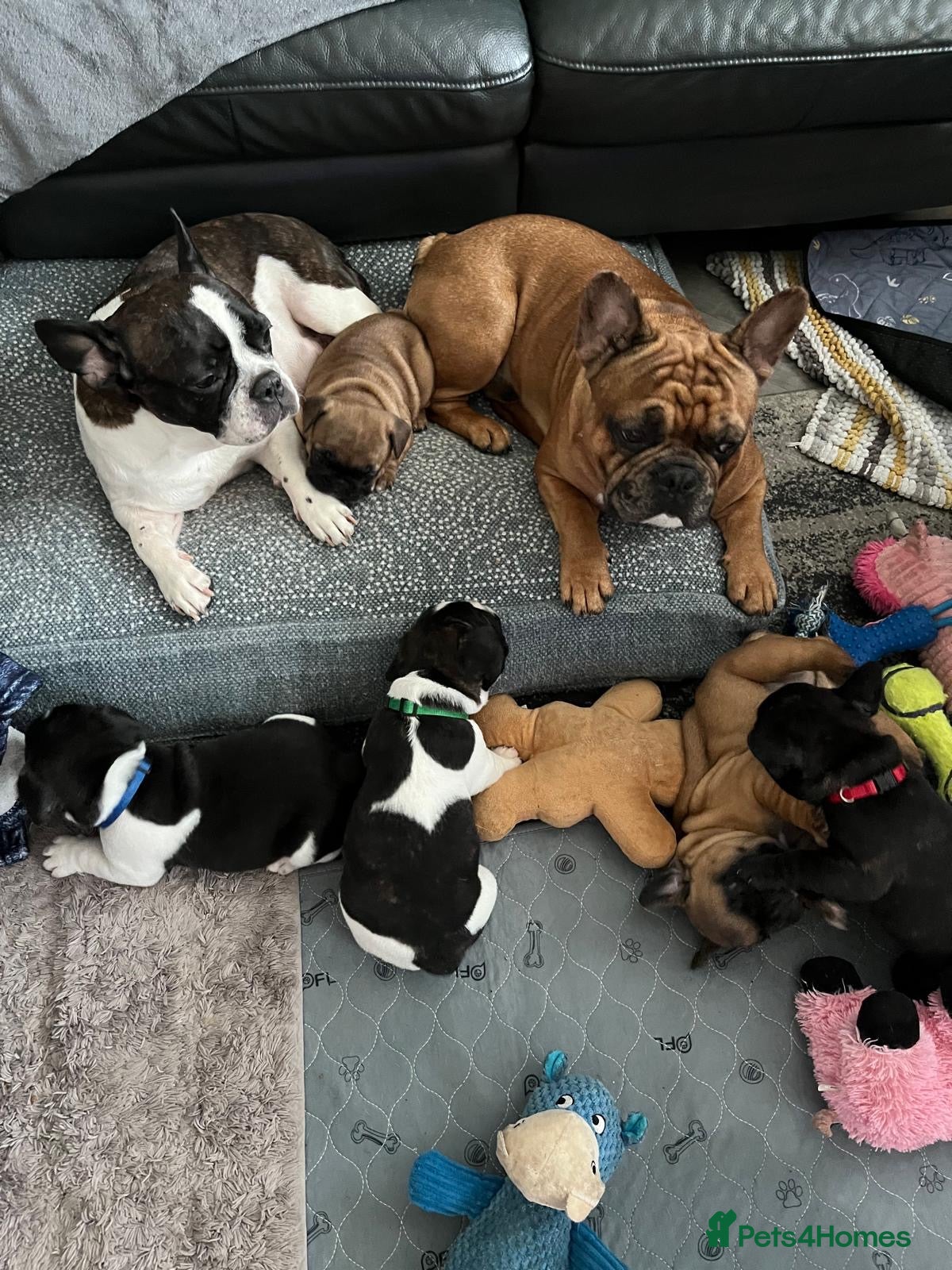 French Bulldog dogs Puppies for sale -  surprise  - Advert 16