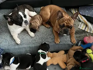 French Bulldog dogs Puppies for sale - surprise - Advert 16