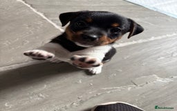 Jack Russell dogs for sale: Jack Russell Puppies  - Image 9