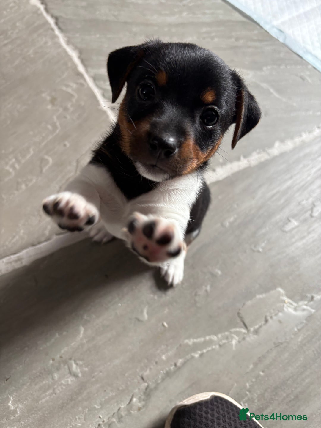 Jack Russell dogs for sale: Jack Russell Puppies  - Image 9