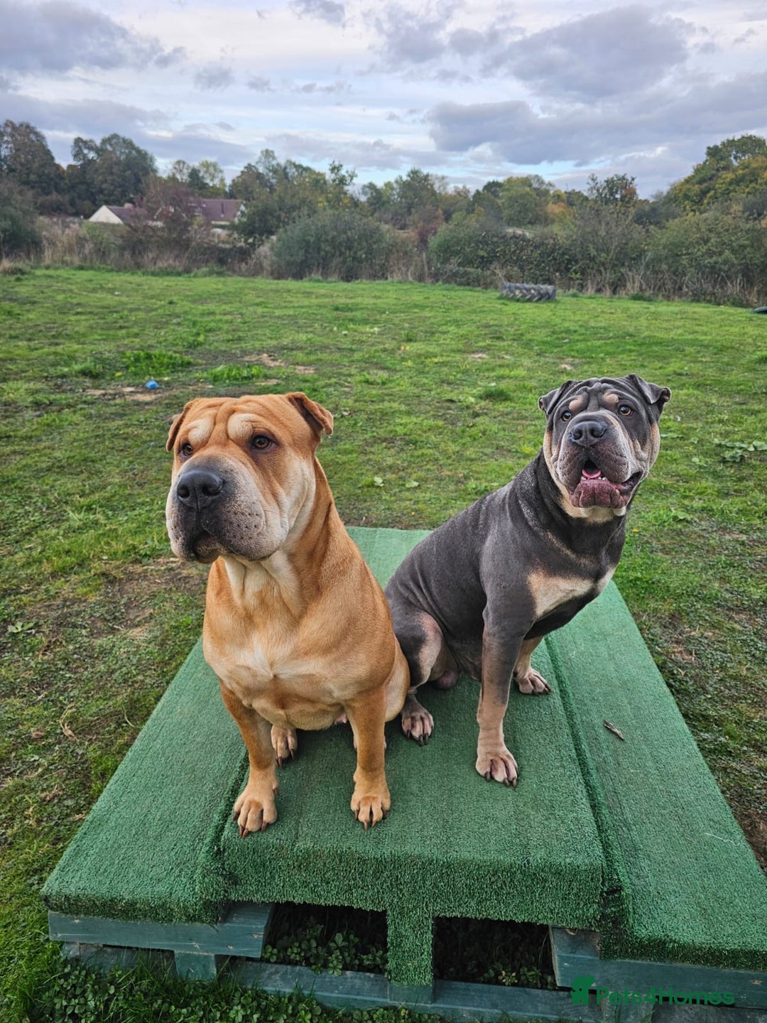 Mixed Breed dogs for sale: Snoop dog - Image 7