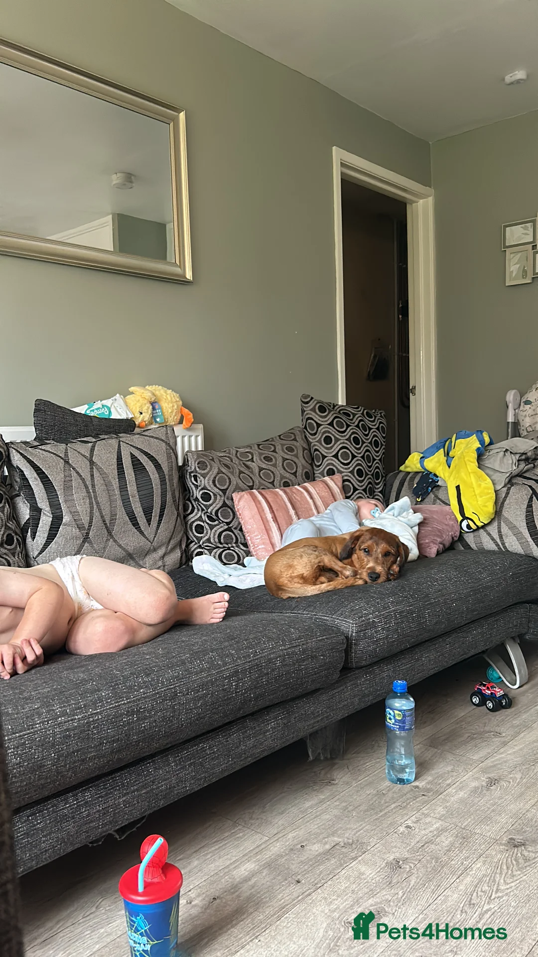 Jackapoo dogs for sale: jackapoo for sale portadown  - Advert 4