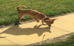 Chihuahua dogs for stud: Chihuahua for Stud - Image 1