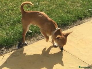 Chihuahua dogs - Advert 8