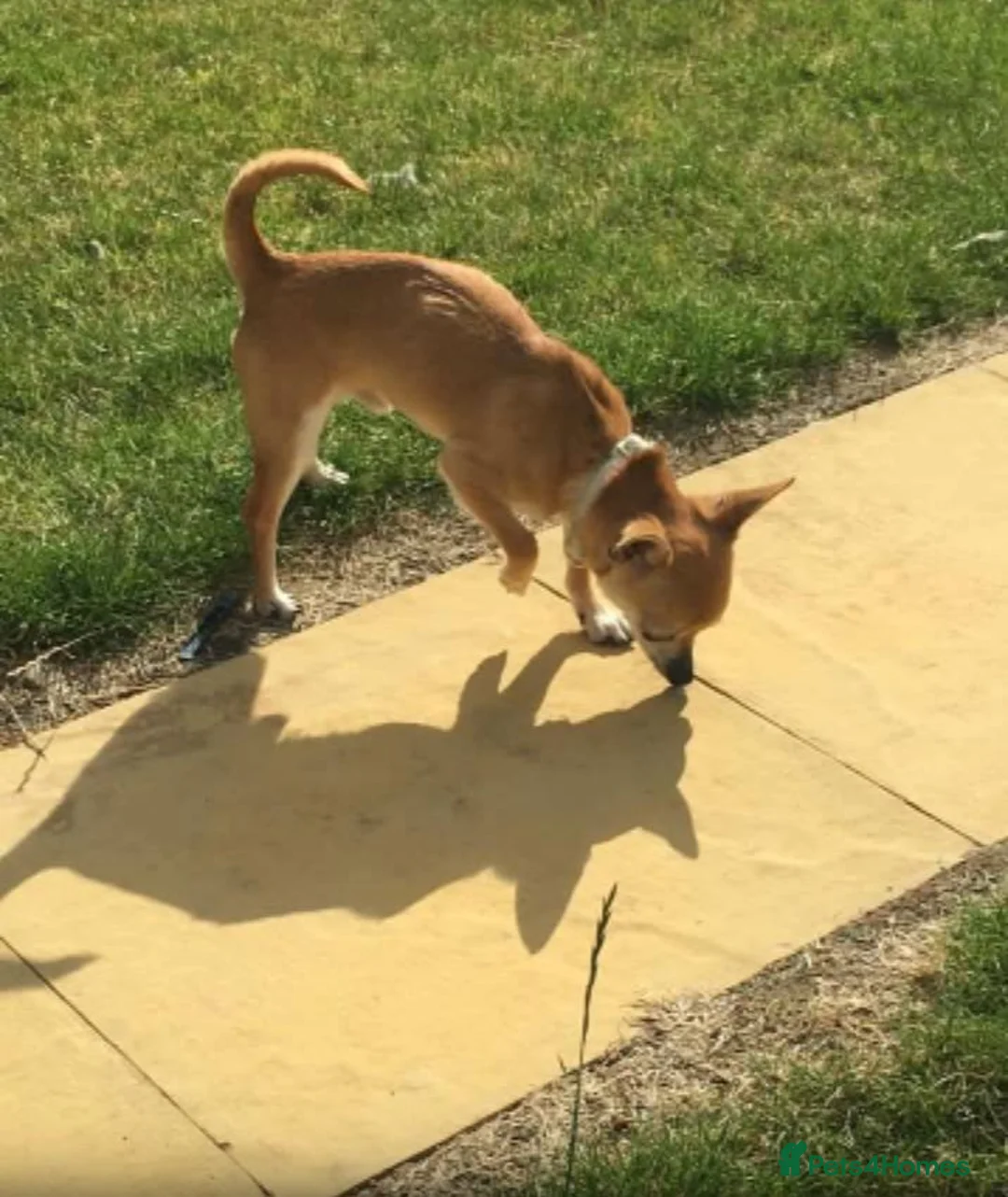 Chihuahua dogs for stud: Chihuahua for Stud - Advert 1