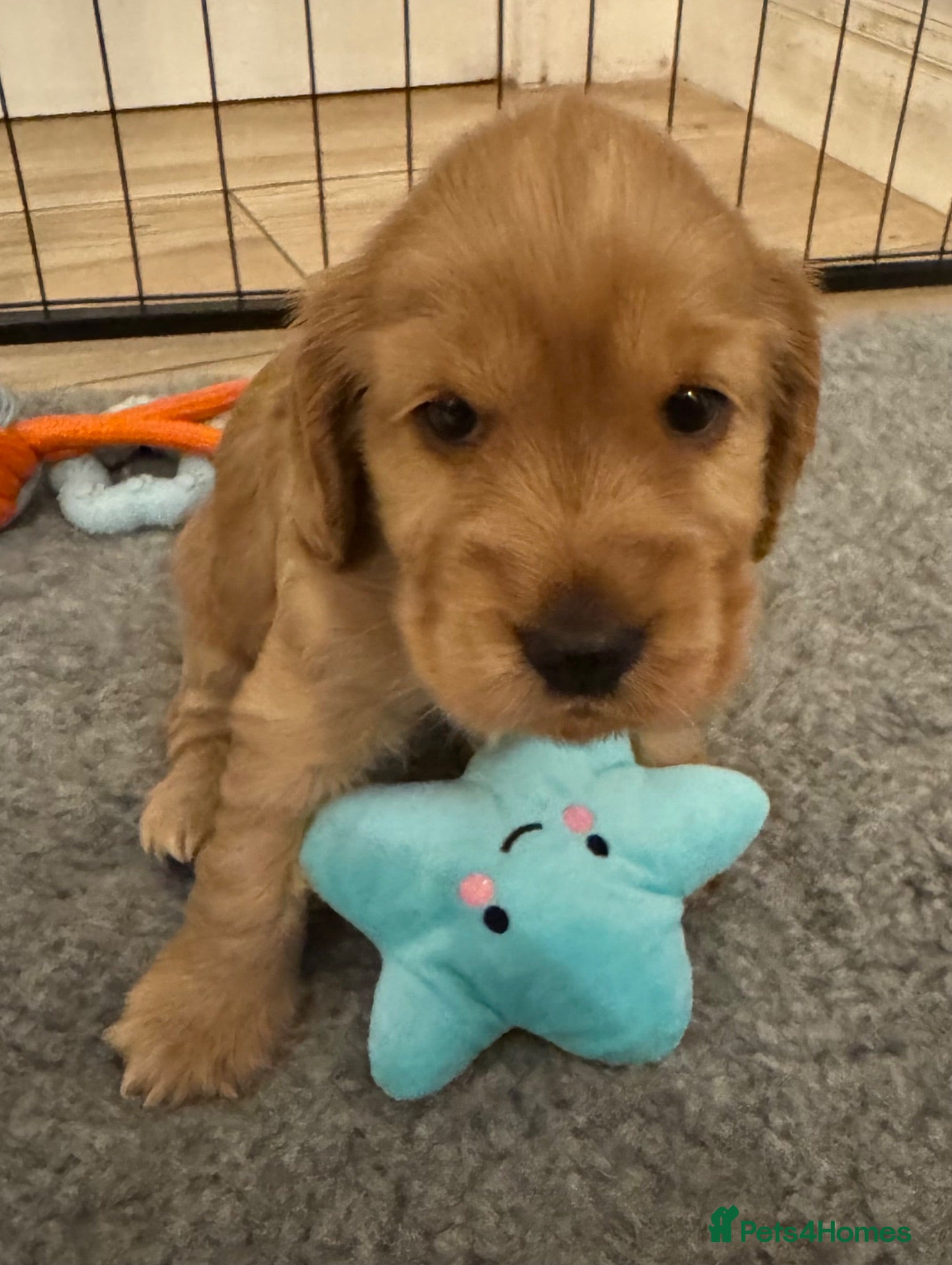 Cocker Spaniel dogs Last Beautiful Golden Cocker Spaniel Girl KC Reg. - Advert 2