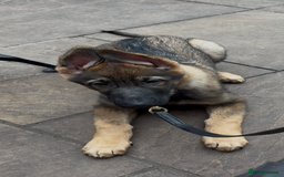 German Shepherd dogs for sale: Health Tested Puppy  - Image 4