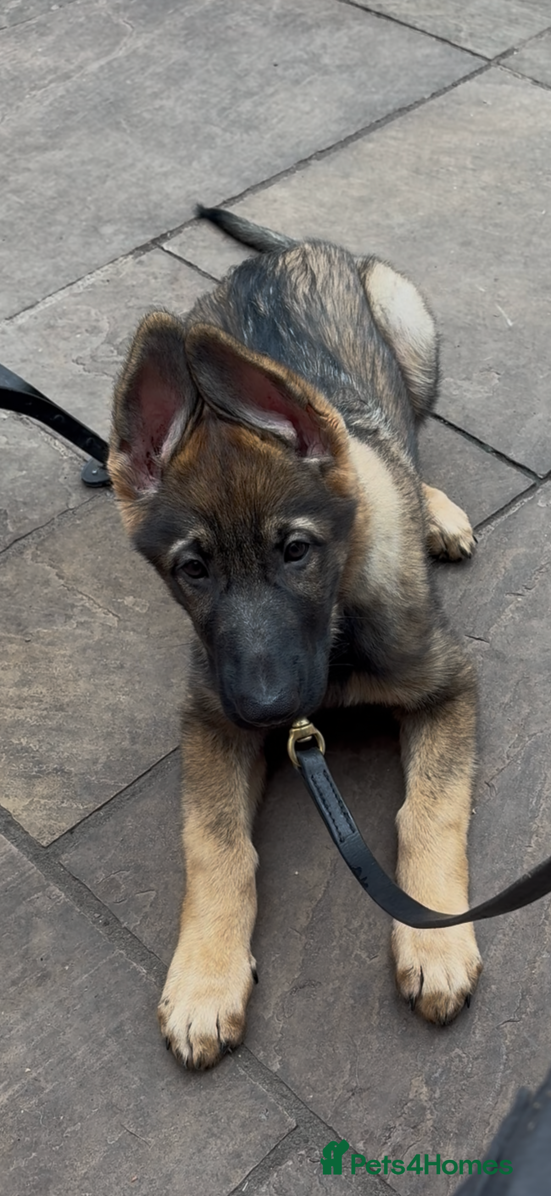 German Shepherd dogs for sale: Health Tested Puppy  - Image 4