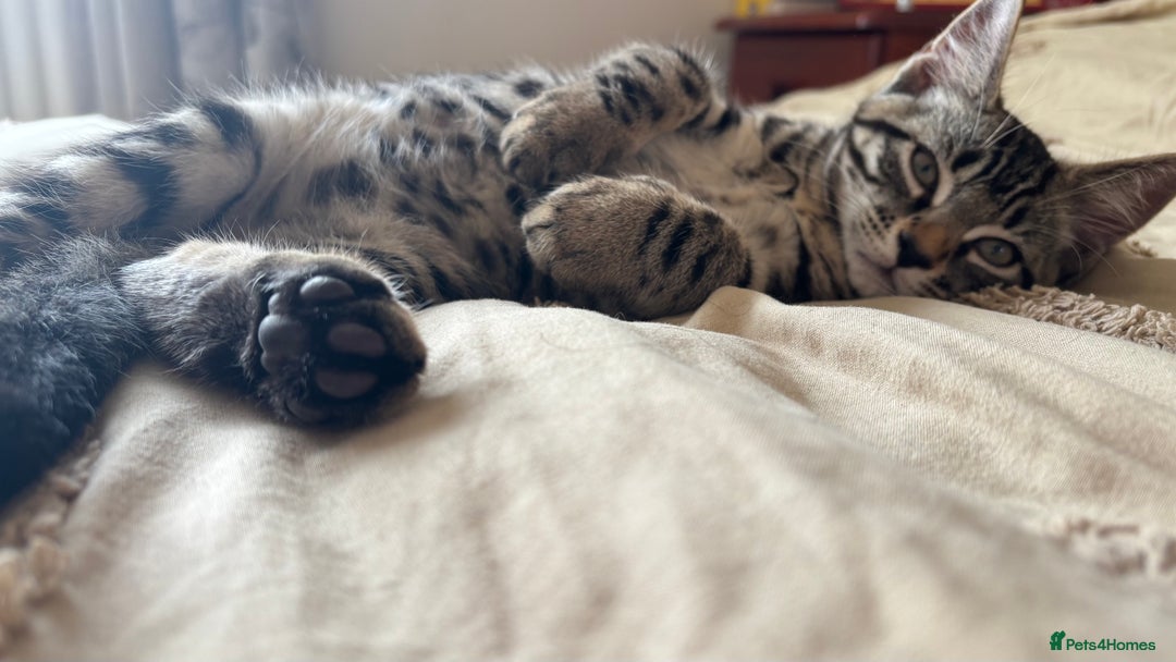 British Shorthair cats for sale: 🐾 Adorable Kittens Looking for  Home! 🐾 - Image 11