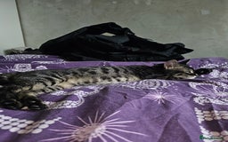 Bengal cats for sale: Bengal cross f kitten almost 6 months old - Image 3