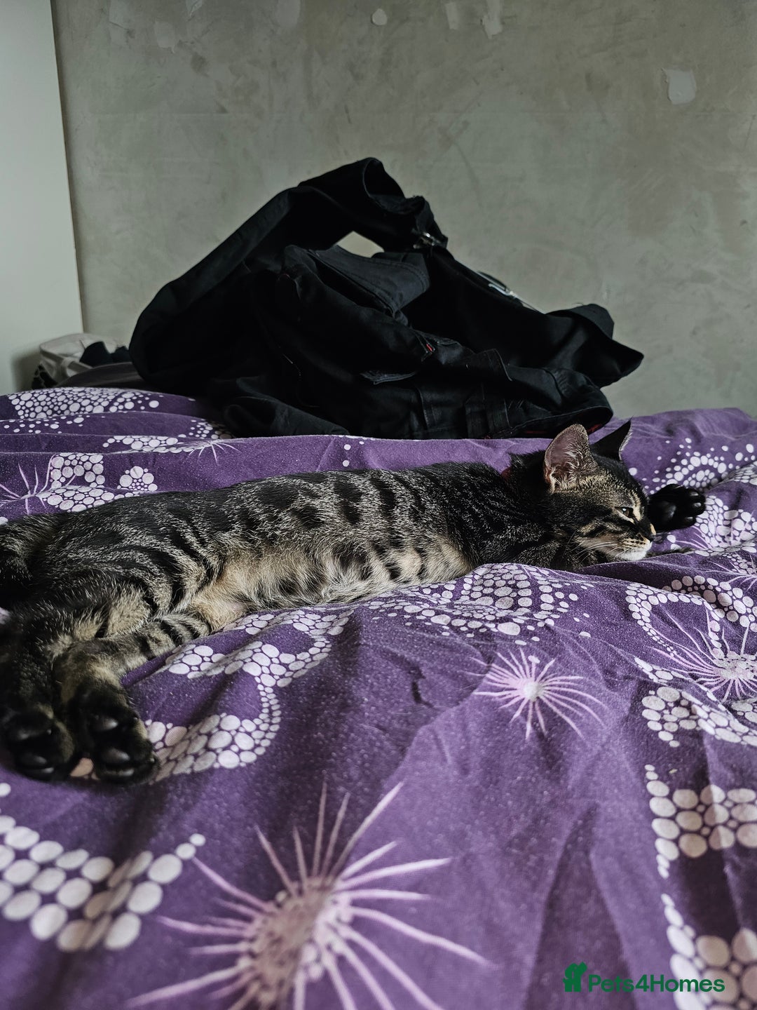Bengal cats for sale: Bengal cross f kitten almost 6 months old - Image 3