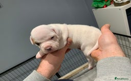 Staffordshire Bull Terrier dogs for sale: Staffordshire Bull terrier Puppies  - Image 6