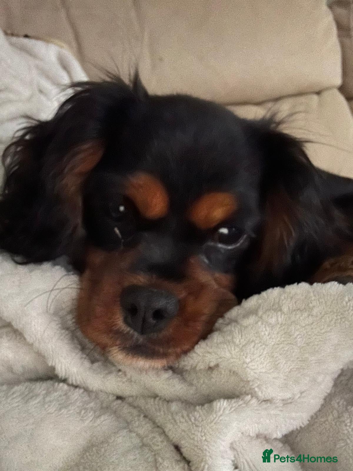 Cavalier King Charles Spaniel dogs Cavalier King Charles Spaniels - Advert 2