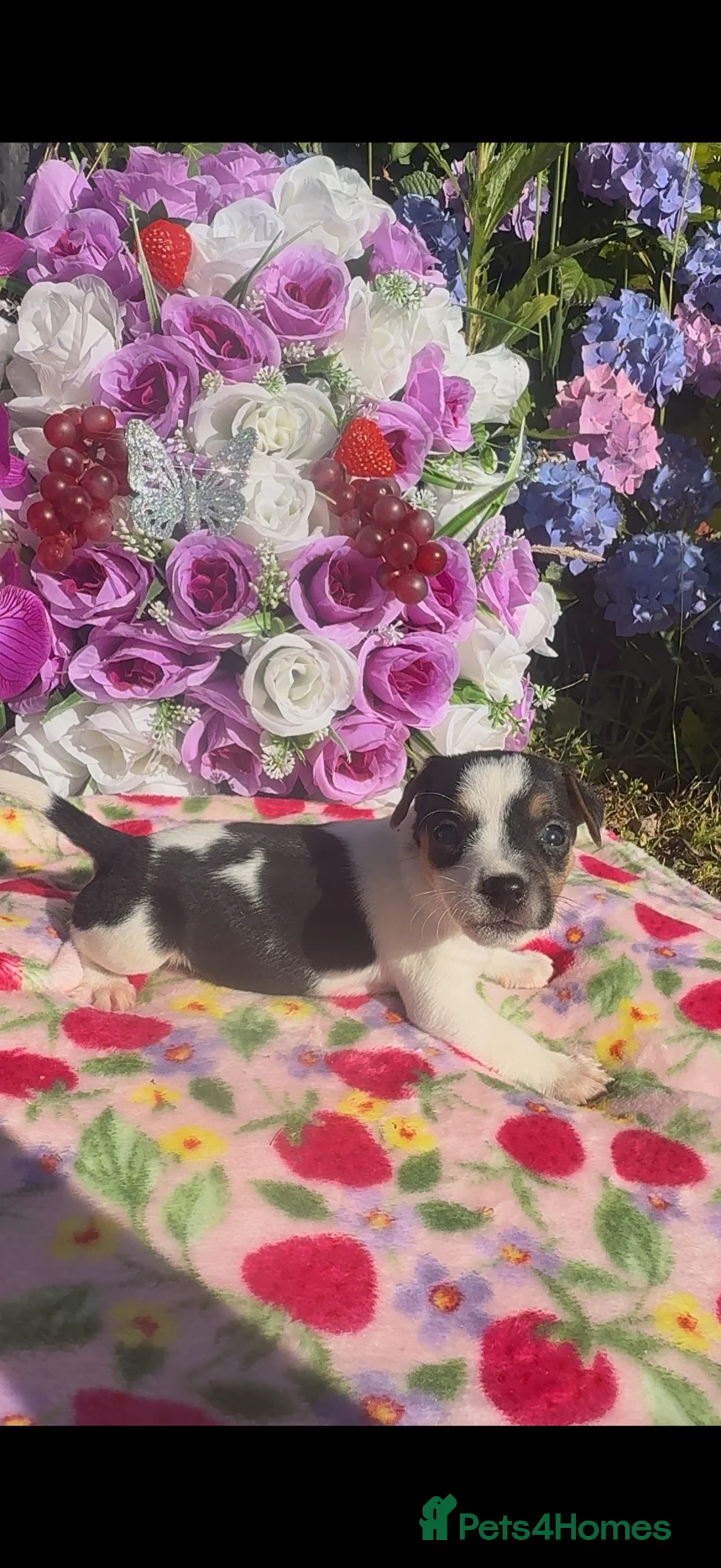 Jack Russell dogs for sale: Tri coloured jack Russell pups  - Advert 14