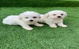Poodle dogs for sale: Poodles pups for forever home - Image 27