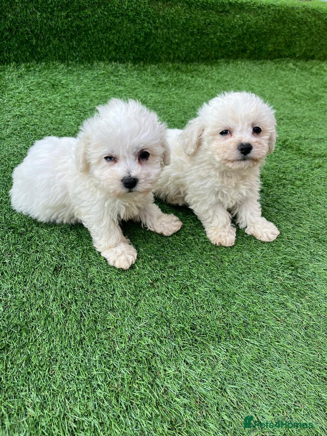 Poodle dogs for sale: Poodles pups for forever home - Image 27