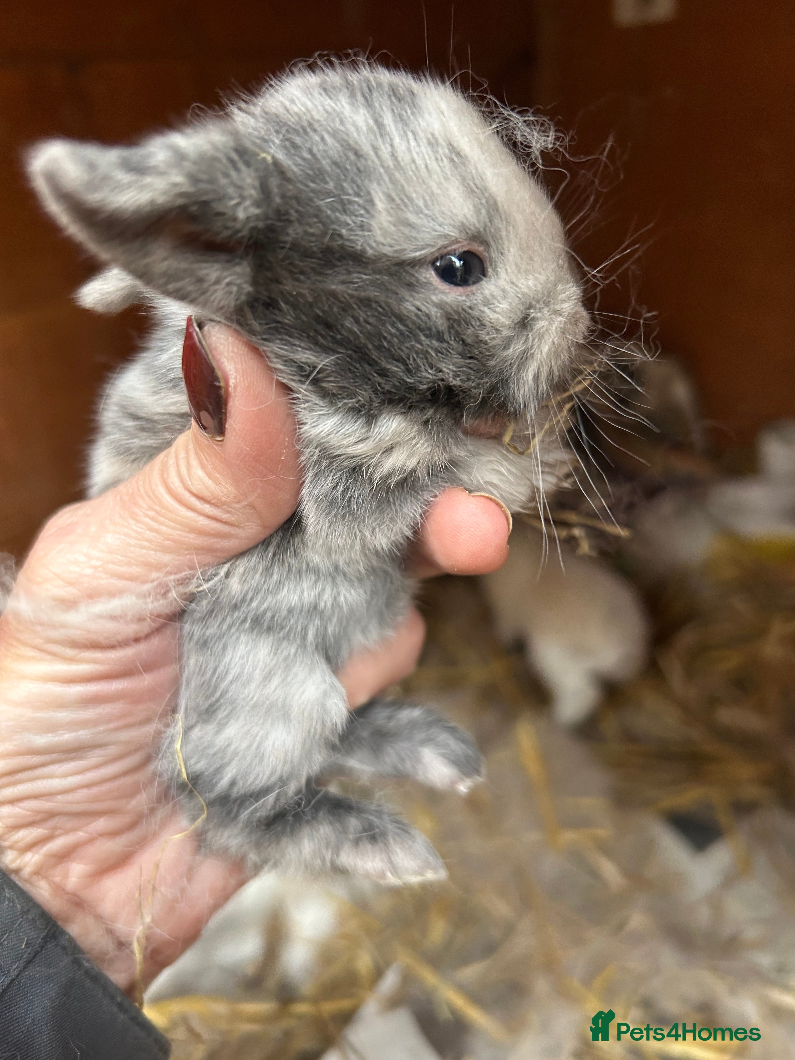 Mini Lop rabbits Beautiful baby mini lop bunnies ready March  - Advert 3