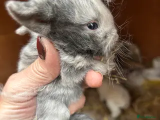 Mini Lop rabbits Beautiful baby mini lop bunnies ready March - Advert 3
