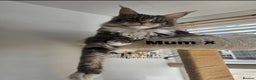 Maine Coon cats for sale: Stunning quality silver Tica Mainecoon kittens  - Advert 24