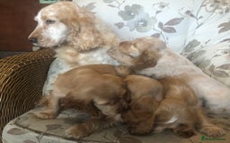Cocker Spaniel dogs for sale: 4 stunning cocker spaniel puppies  - Image 1