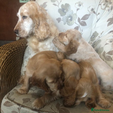 Cocker Spaniel dogs - Advert 2