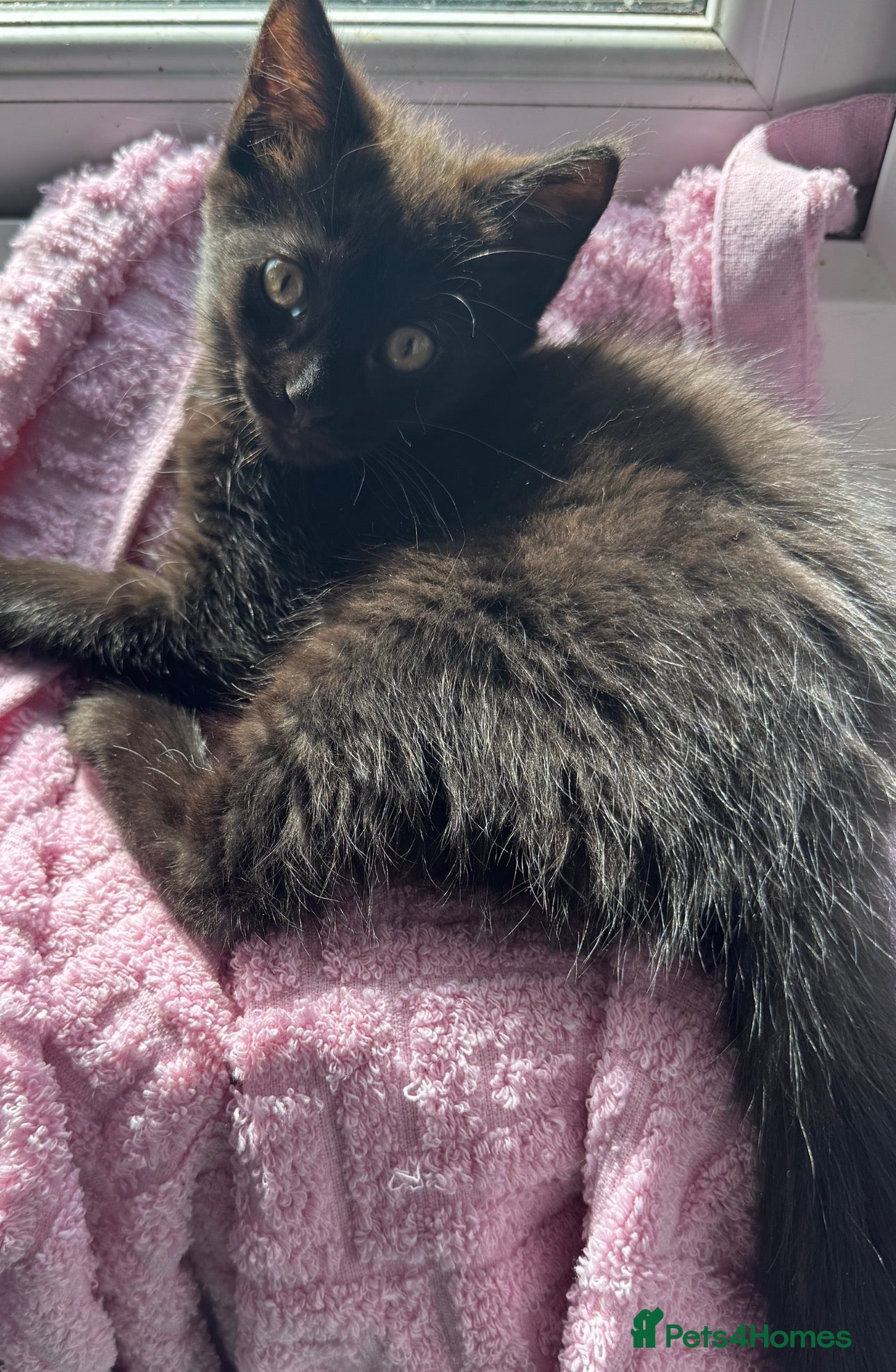 Mixed Breed cats for sale: 🐾 Four gorgeous fluffy black kittens 🐾 - Advert 4