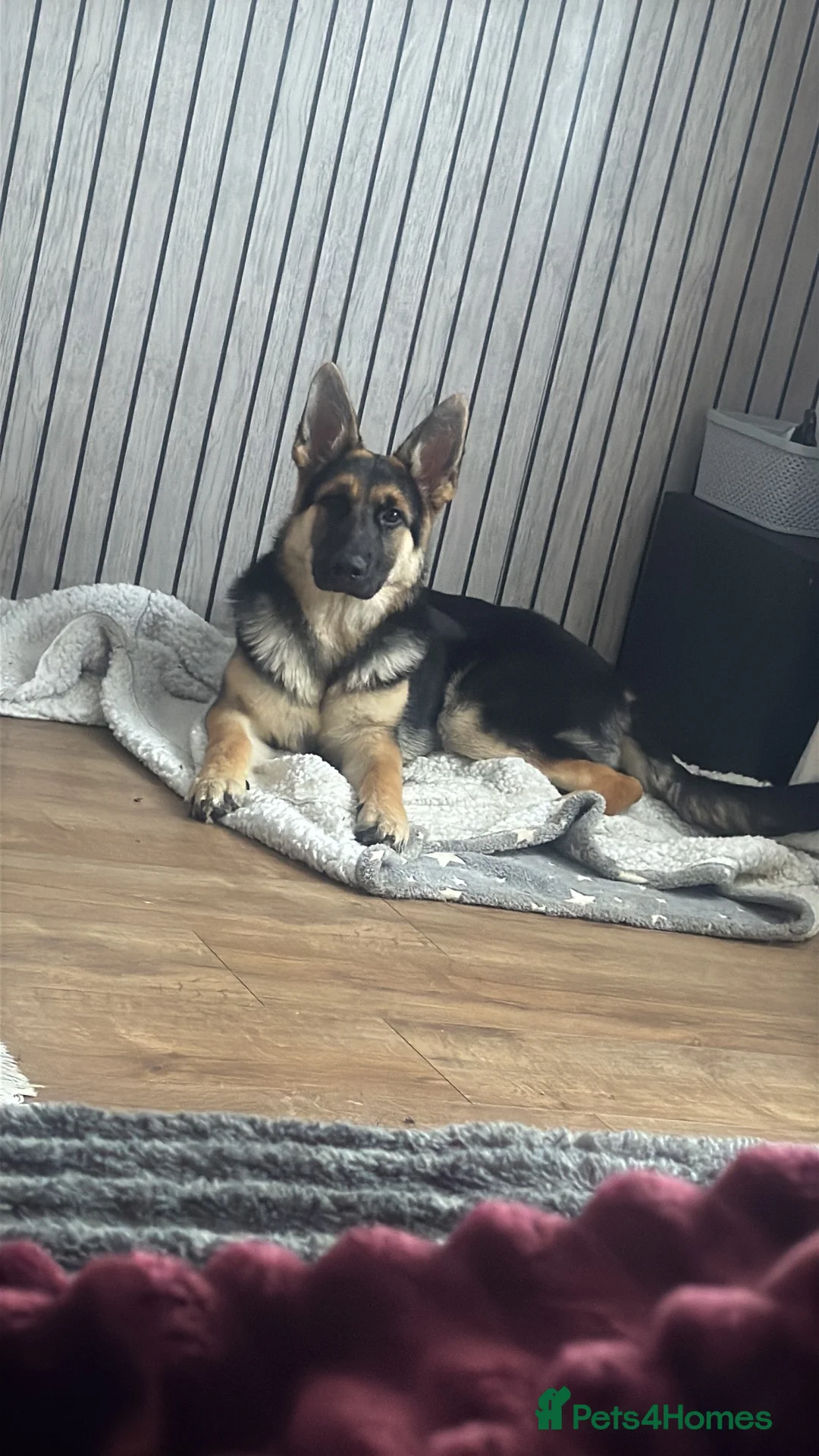 German Shepherd dogs for sale: Beautiful Puppy German shepherd  - Advert 1