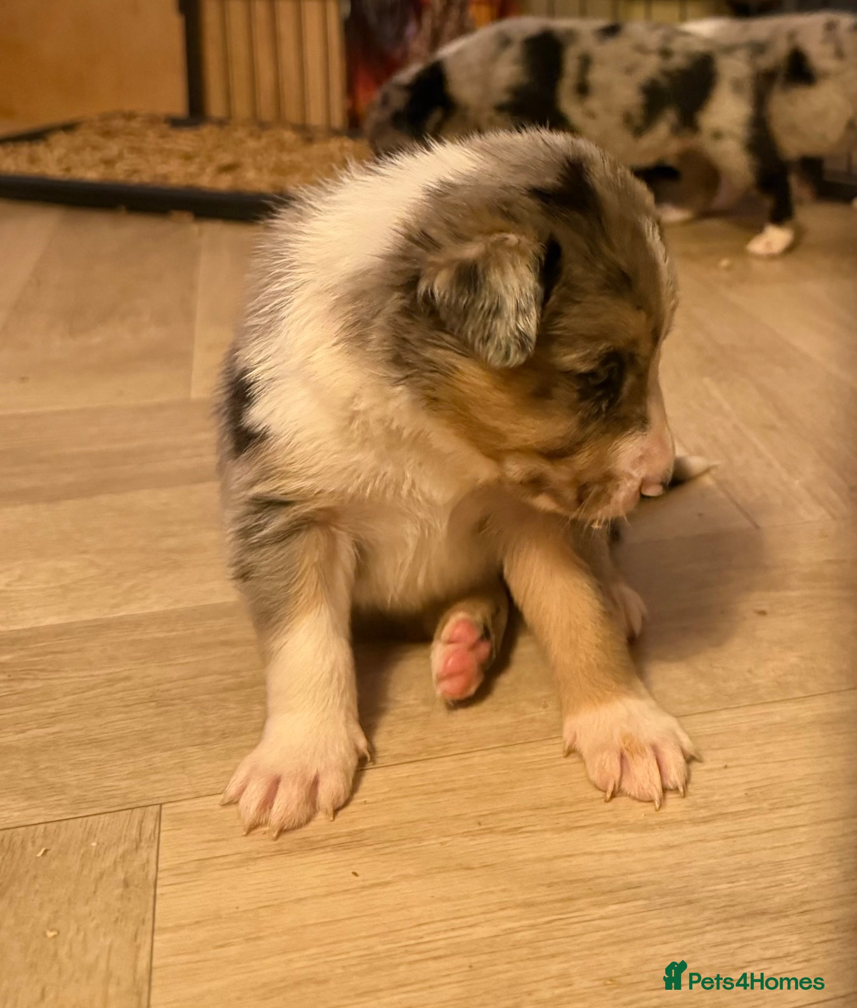 Border Collie dogs BC puppies raised with every possible advantage - Advert 9