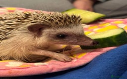 Tortoise reptiles for sale: African Pygmy hedgehog  - Image 2