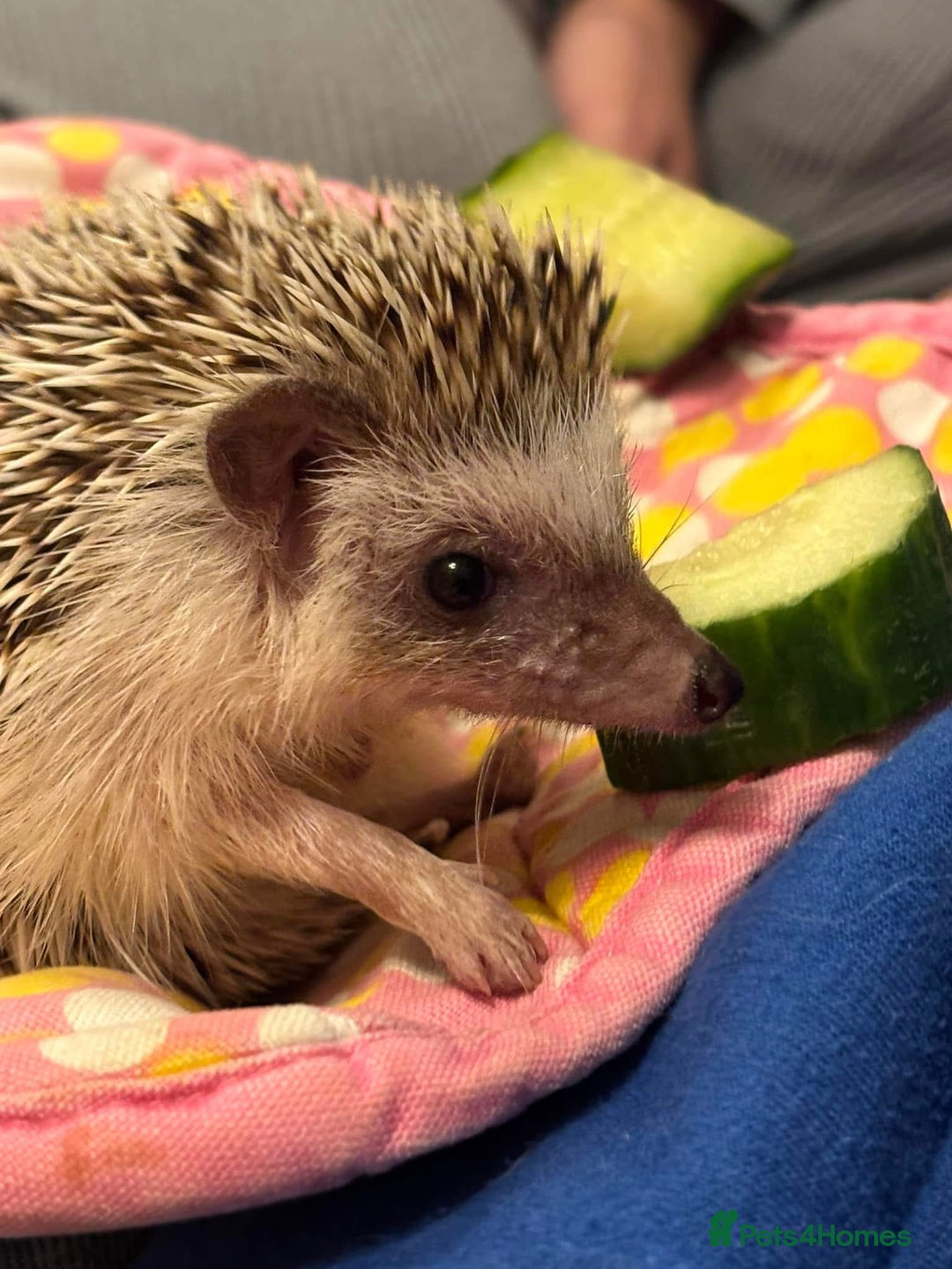 Tortoise reptiles for sale: African Pygmy hedgehog  - Image 2