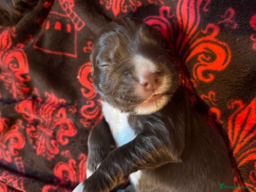 Cocker Spaniel dogs for sale: Cocker spaniels 🐶  - Advert 9