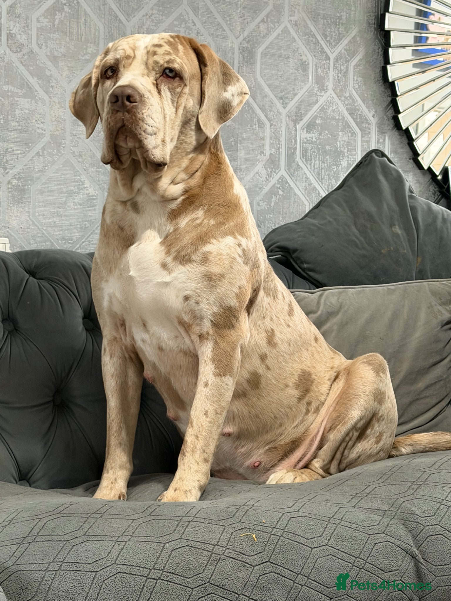 Cane Corso dogs ✨Amazing Merle cane corso x Bandog puppies ✨ - Advert 3