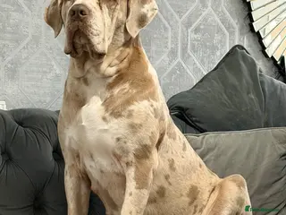 Cane Corso dogs ✨Amazing Merle cane corso x Bandog puppies ✨ - Advert 3