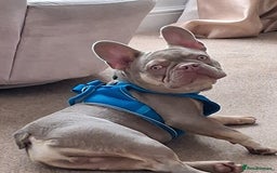 French Bulldog dogs for sale: Bruno  - Image 1