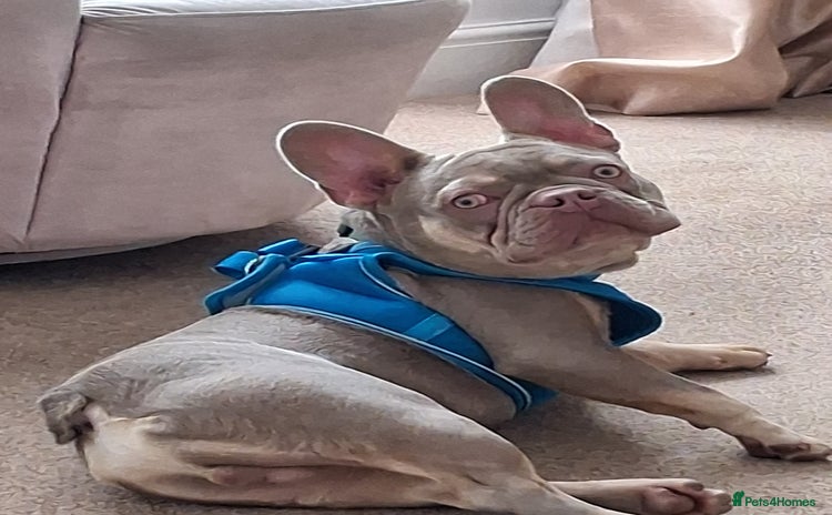 French Bulldog dogs - Advert 5