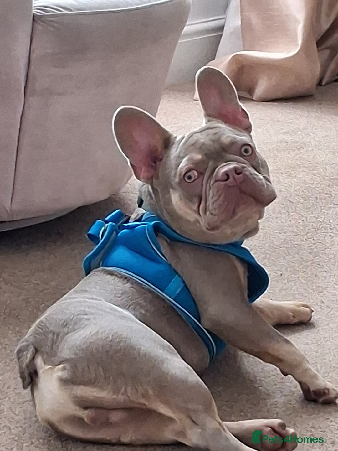 French Bulldog dogs for sale: Bruno  - Image 1