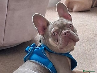 French Bulldog dogs - Advert 17