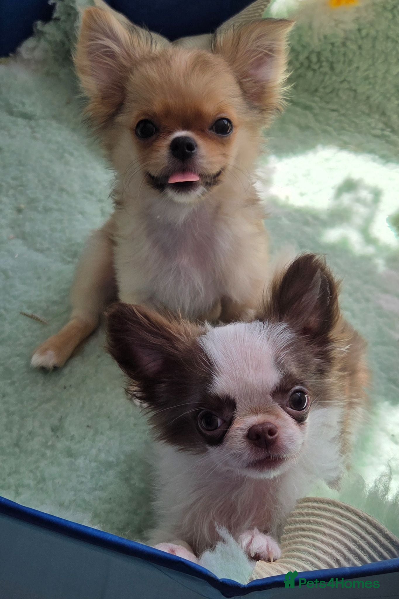 Chihuahua dogs Two quality boys long hair  - Advert 1
