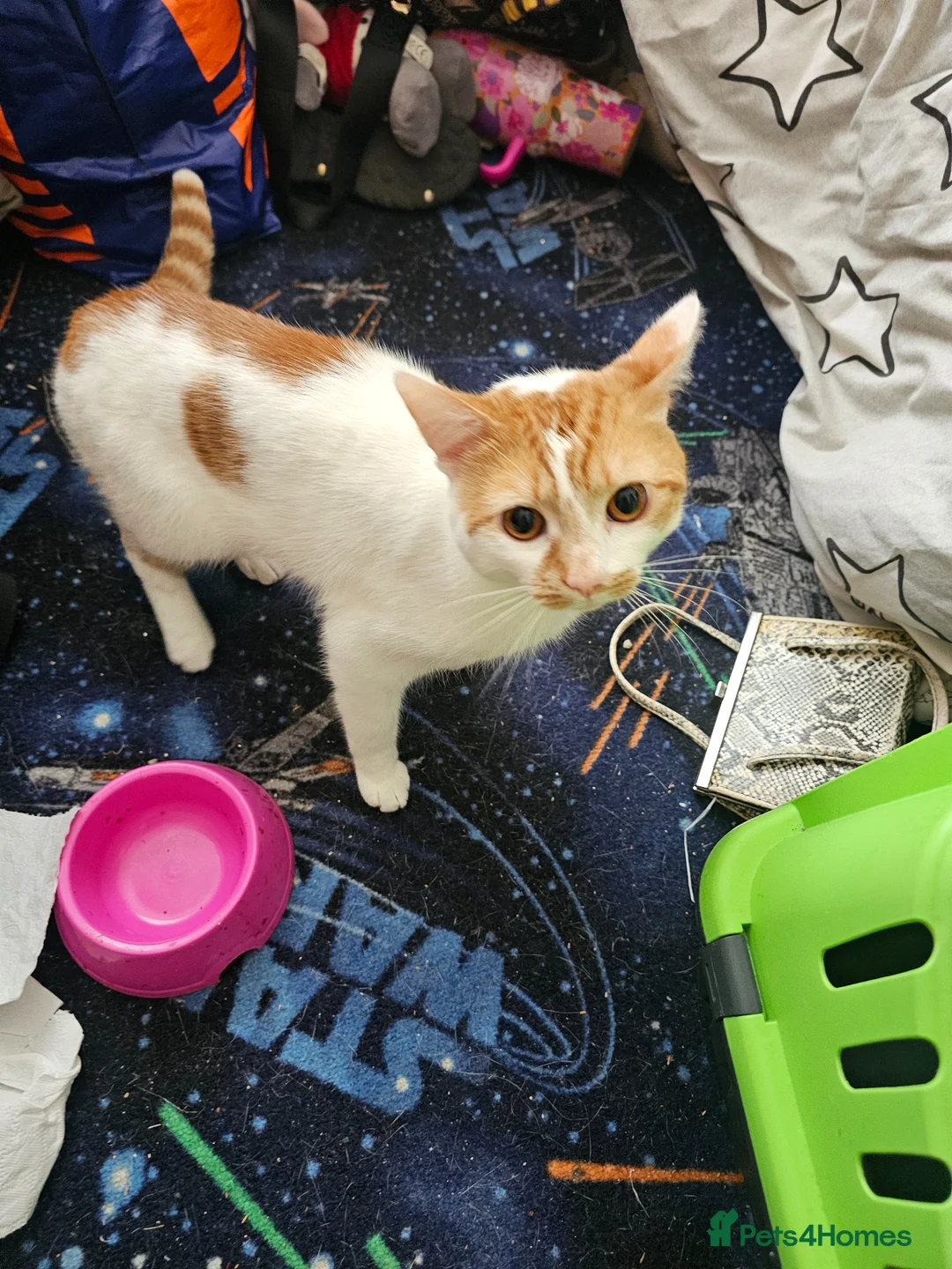 Mixed Breed cats for sale: Male cat needing new home - Advert 1