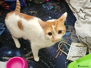 Mixed Breed cats Male cat needing new home - Advert 2