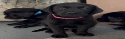 Labrador Retriever dogs for sale: Black Labrador Puppies  in Stoke-on-Trent - Advert 4