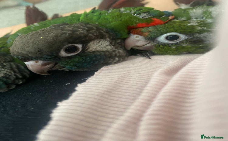 Conures birds - Advert 6