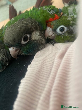 Conures birds - Advert 15