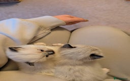 Ragdoll cats for sale: Purebred Ragdoll Kittens - Image 2