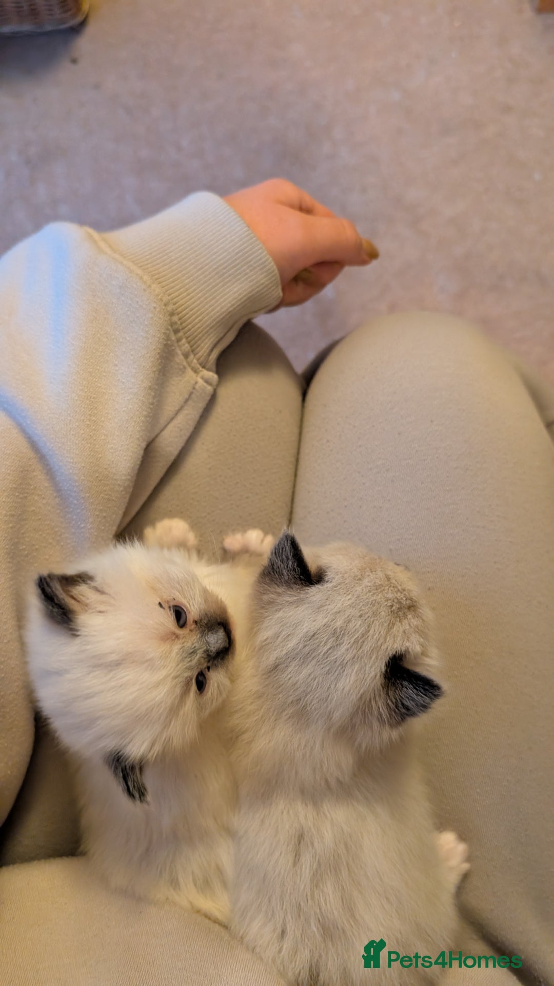 Ragdoll cats for sale: Purebred Ragdoll Kittens - Image 2