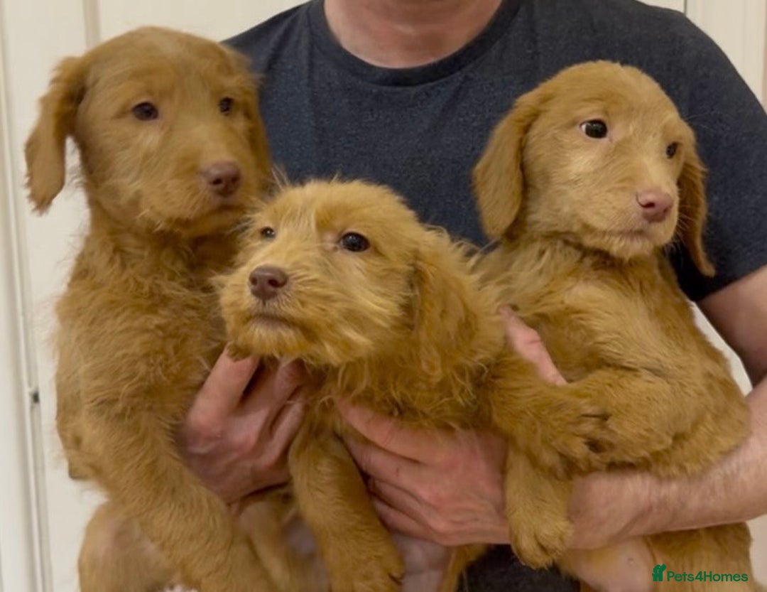Labradoodle dogs for sale: 5* Fully Vaccinated Australian Labradoodle x Lab - Advert 30