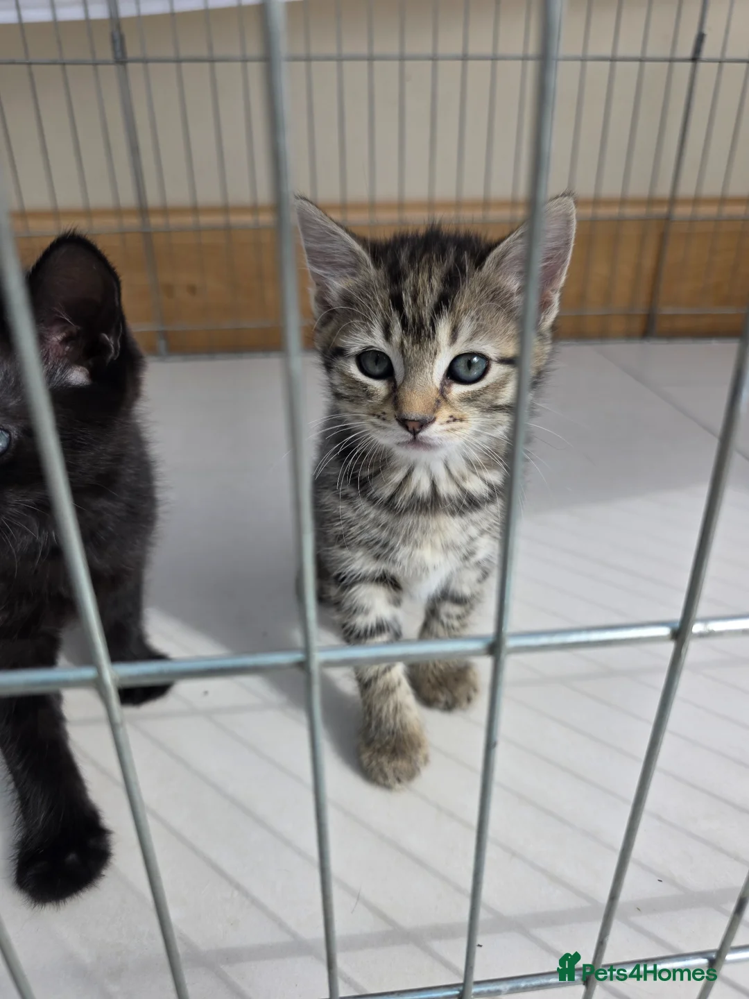 Mixed Breed cats for sale: Kittens in Upminster - Advert 2