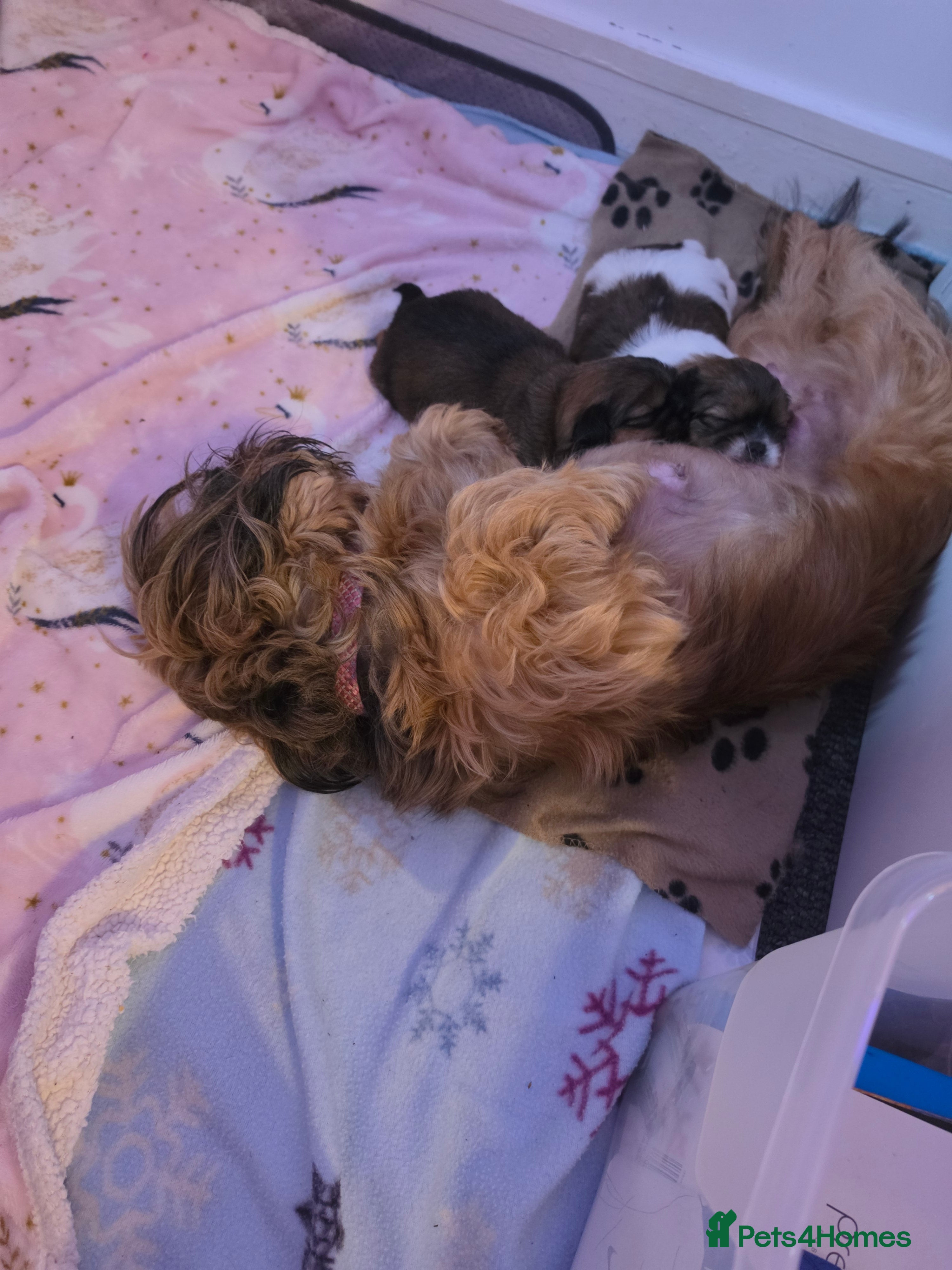 Mixed Breed dogs for sale: Puppies for sale  - Advert 5