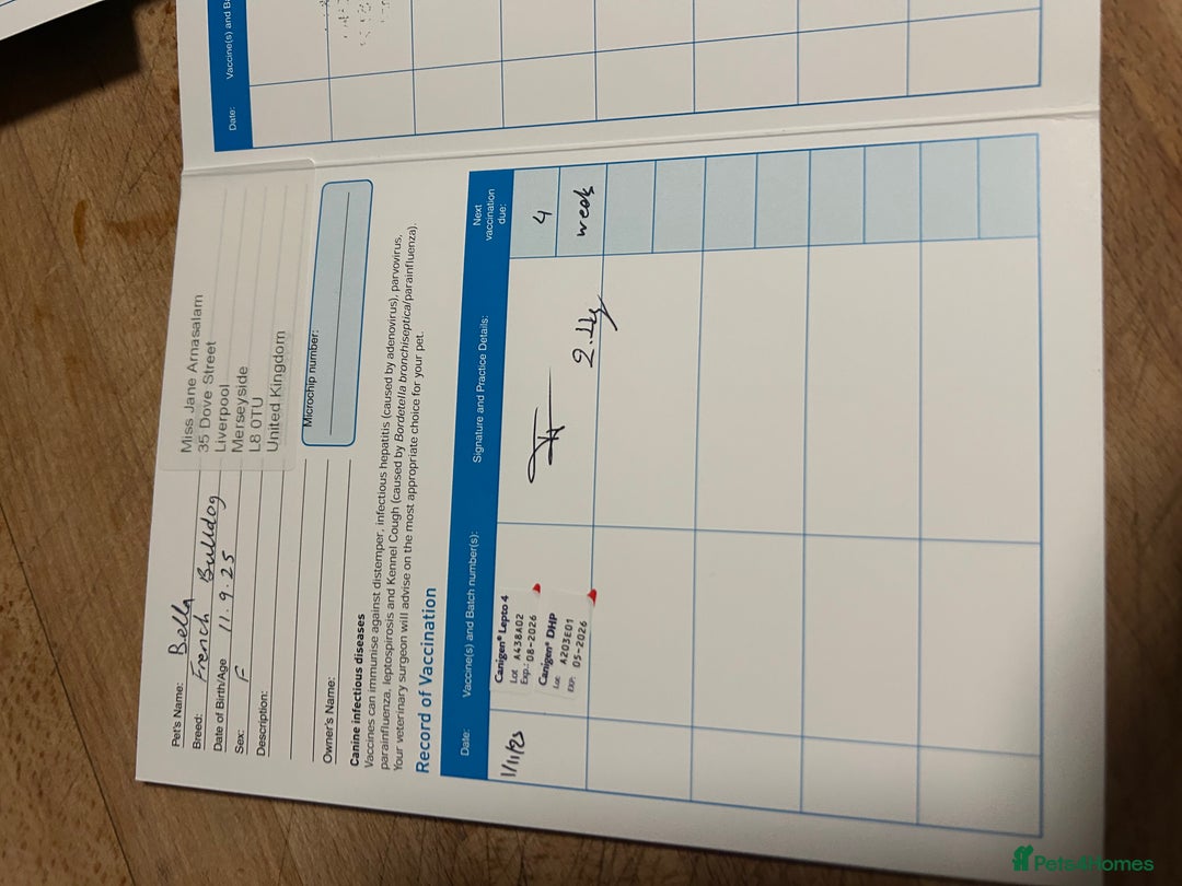 French Bulldog dogs for sale: 3 Extremely beautiful French bull terriers kc reg  - Advert 35